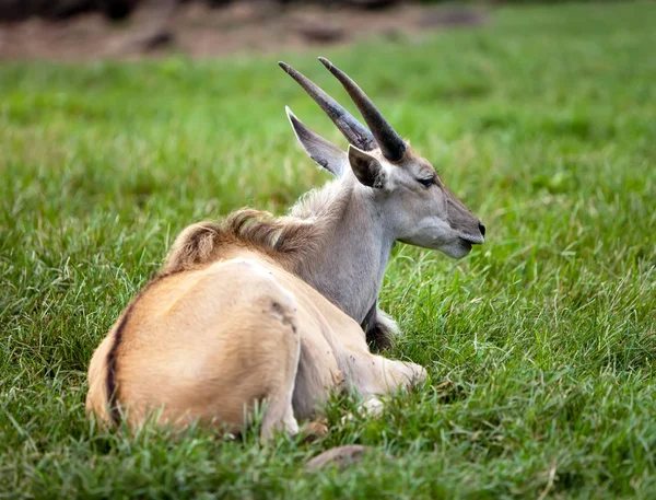 The antelope lies on a grass — Stock Photo, Image