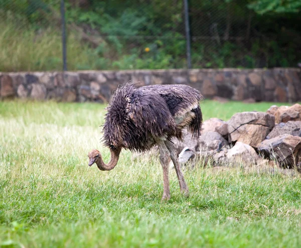 Ostrich emu — Stock Photo, Image