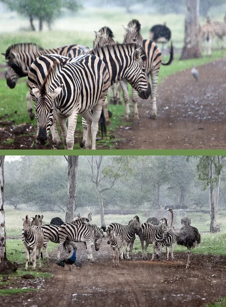 Zebra besætning i øsende regn - Stock-foto