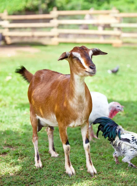 Toggenburg hornless goat — Stock Photo, Image