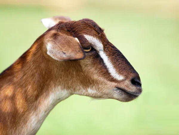 Toggenburg hornless goat — Stock Photo, Image