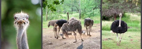 Στρουθοκάμηλος emu — Φωτογραφία Αρχείου