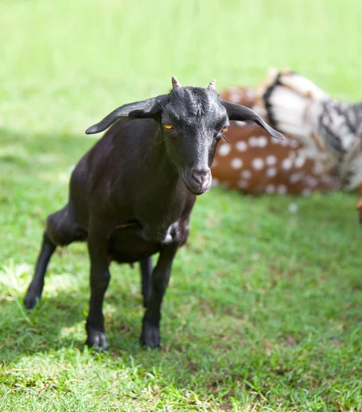 Schwarze Ziege — Stockfoto