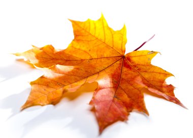 Kuru akçaağaç yaprakları