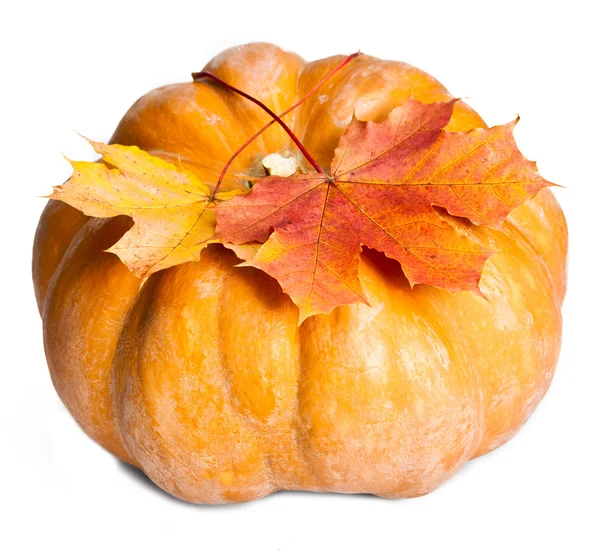 Hojas de calabaza y arce sobre fondo blanco — Foto de Stock