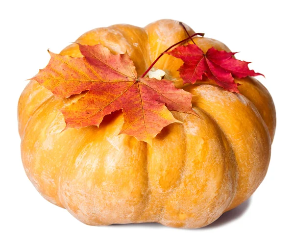 Hojas de calabaza y arce sobre fondo blanco — Foto de Stock