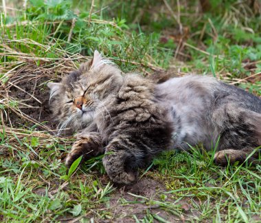 çimenlerin üzerinde kedi uyur