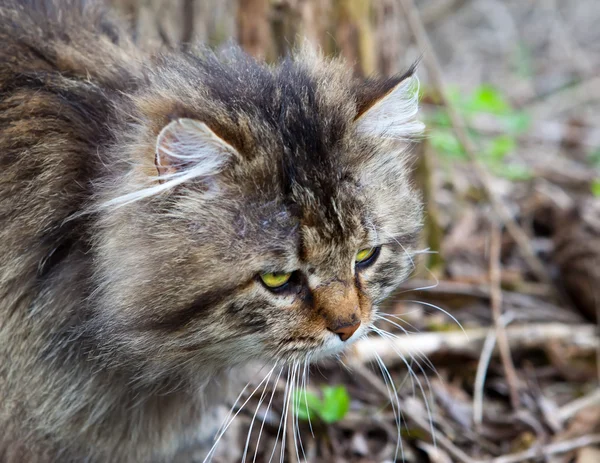 保護色の自然な背景の上の猫 — ストック写真