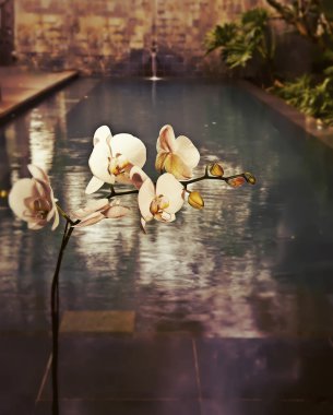 dal çiçek açan orkide, retro efekti