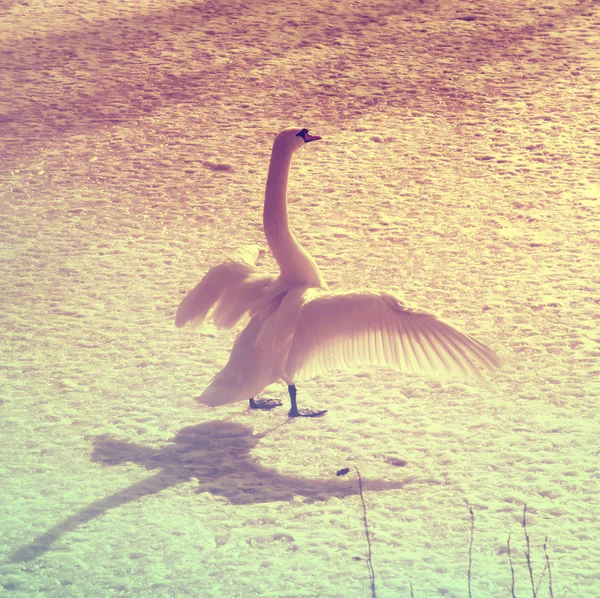 Ritratto vintage di un cigno bianco sul ghiaccio — Foto Stock