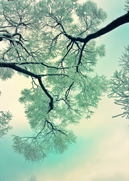 Árbol cubierto de nieve, con efecto retro —  Fotos de Stock