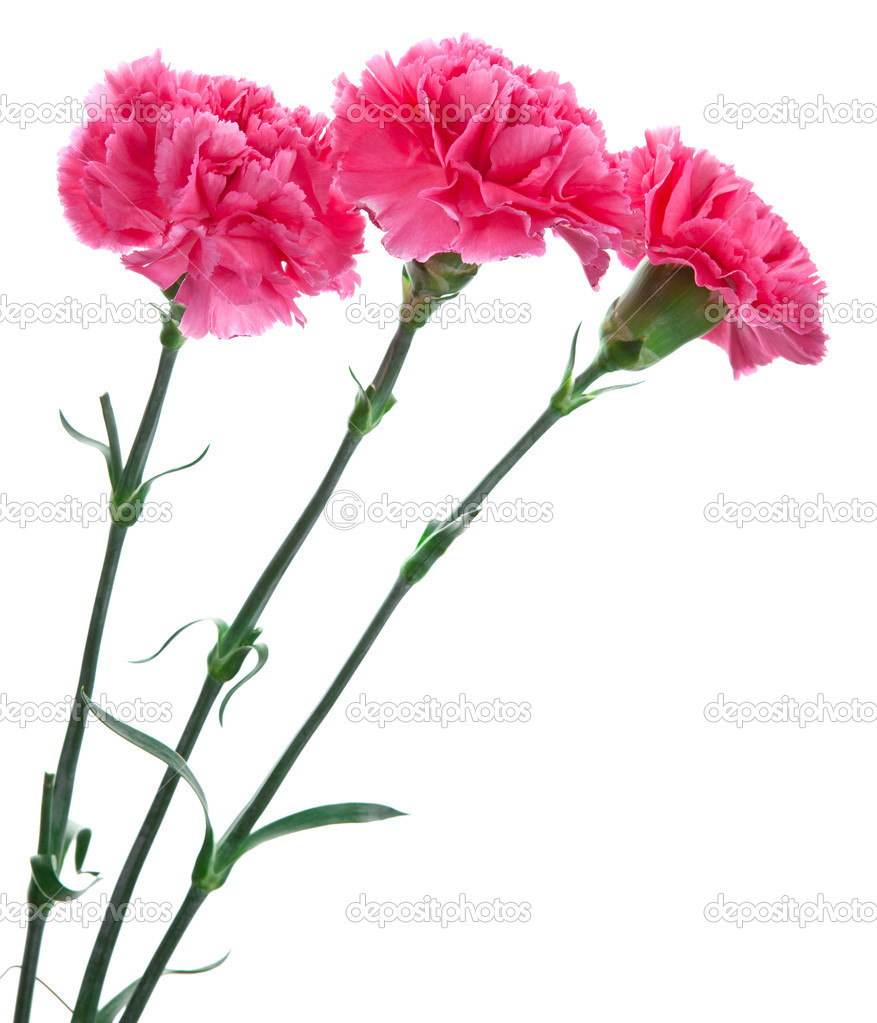 Three pink carnation