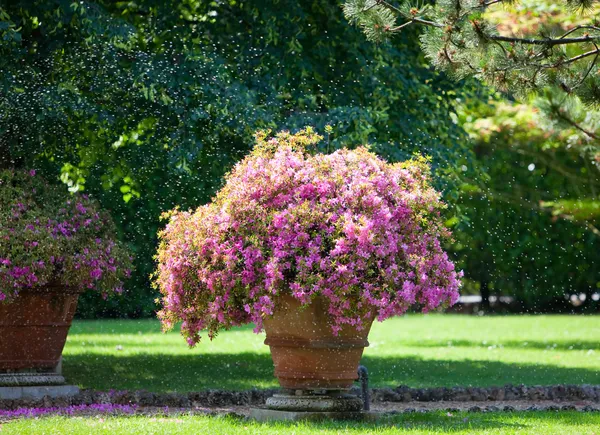 Cama con flores rosadas bajo arroyos de agua — Foto de Stock