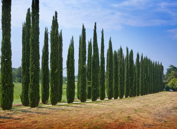 Avenue van cipressen. Italië. Tivoli. — Stockfoto