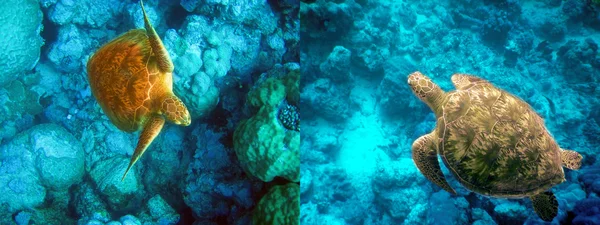 Oceano Índico. Mundo subaquático - Tartaruga em pedras . — Fotografia de Stock