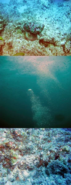 Mondo sottomarino. Pietra di pesce mascherato in fondo. Synanceia verrucosa — Foto Stock
