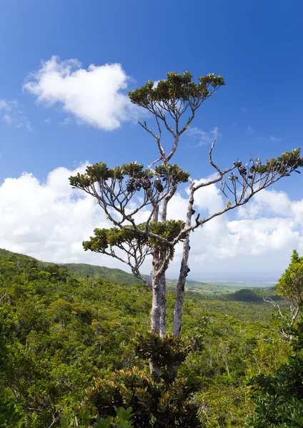 毛里求斯岛的风景 — 图库照片