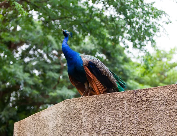 The peacock — Stock Photo, Image