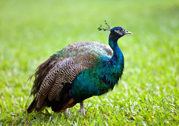 De Pauw op een groen gras — Stockfoto