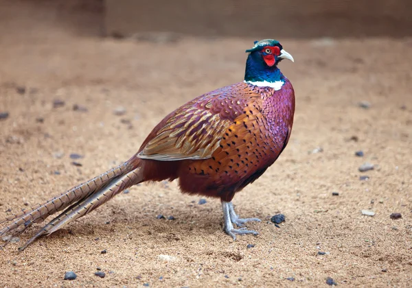 Colorful common pheasant — Stock Photo, Image