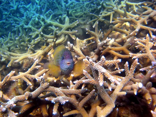 Тропічна яскрава дрібна риба виглядає з коралів — стокове фото
