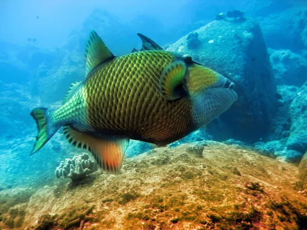 Peixes tropicais sobre um recife de coral — Fotografia de Stock