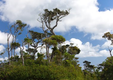 Mauritius 'un doğası. Ahşap ve dağlar