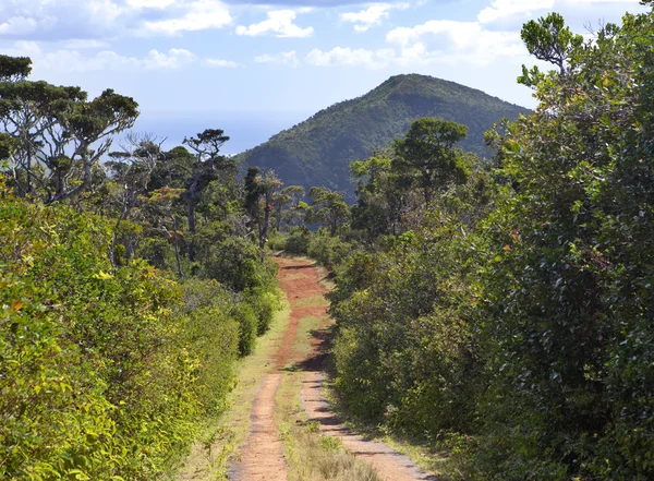 Дорога в лесу, Маврикий — стоковое фото