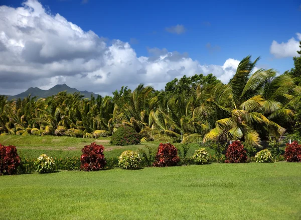 Mauritius 'un doğası. — Stok fotoğraf