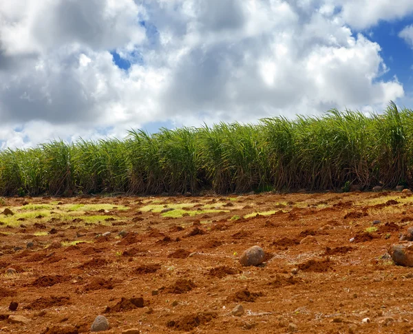 Zuckerrohr. Mauritius — Stockfoto