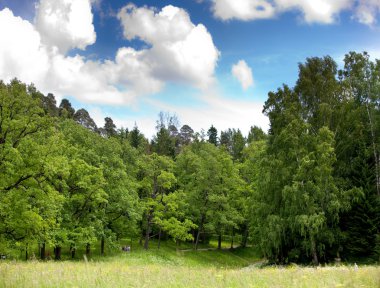 Glade içinde yaprak döken ağaç