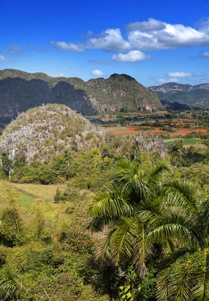 Cuba. Tropical nature of Vinales Valley. — Stock Photo, Image