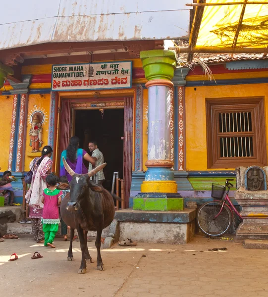 GOKARNA, INDIA - JANUARY 31: Sacred animal a cow at an entrance to the small temple in the Gokarna on January 31, 2014 in Karnataka, India. — Stock Photo, Image