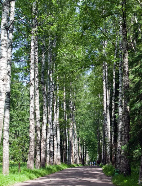 La strada tra betulle — Foto Stock