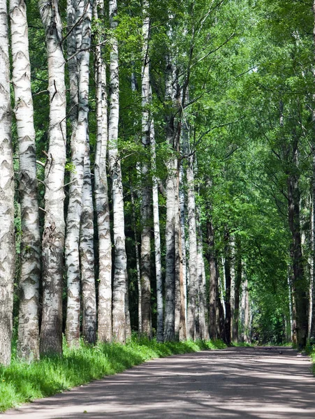 The road among birches — Stock Photo, Image