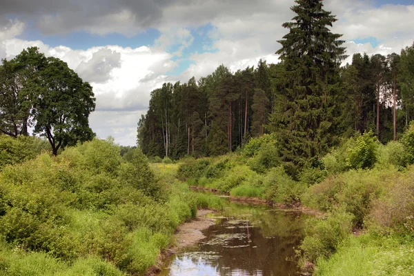 El río en el bosque de pinos —  Fotos de Stock