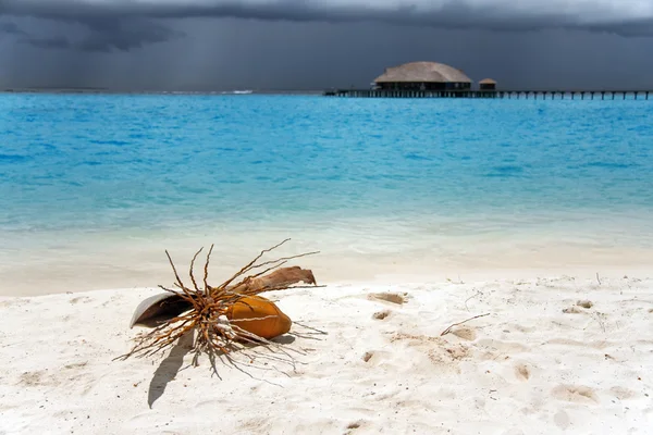 Ветка кокосовой пальмы с орехом лежит на песке у моря — стоковое фото