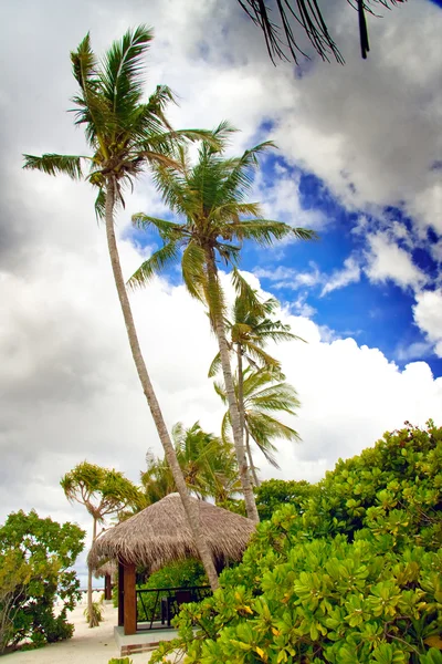 Palm trees on the tropical island — Stock Photo, Image