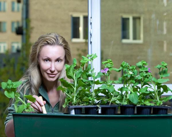 A mulher jovem e caixa com flores de petúnia planta cultivada de sementes — Fotografia de Stock