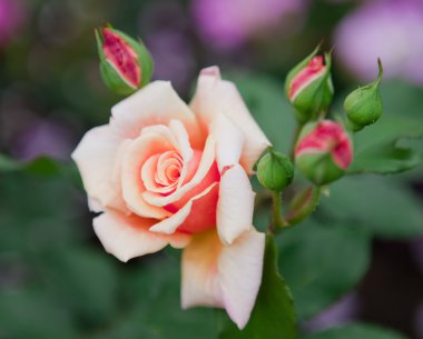 Bahçe gül, küçük netlik derinliği