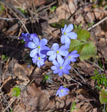 ilk bahar çiçekleri - mavi kardelen