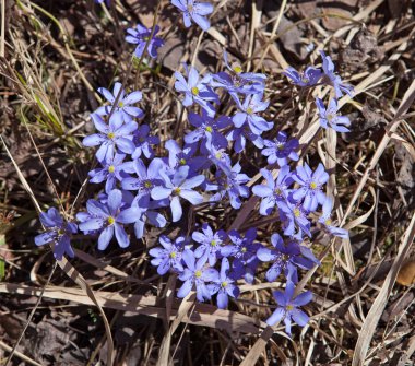 ilk bahar çiçekleri - mavi kardelen