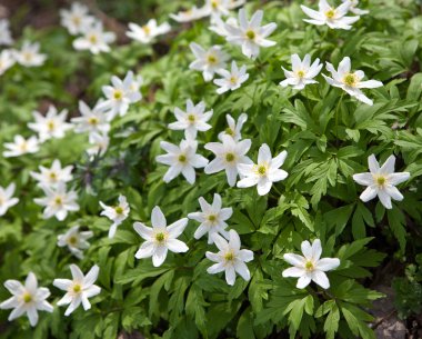 ilk bahar çiçekleri - kardelen