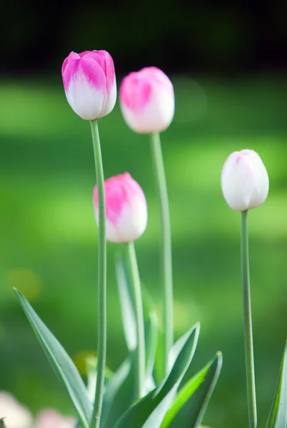 Bed met tulpen, kleine diepte van sharpnes — Stockfoto