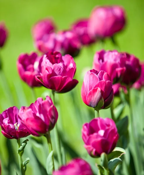 Łóżko z tulipanów, mała głębokość sharpnes — Zdjęcie stockowe