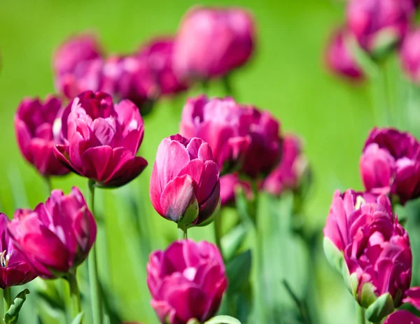 Łóżko z tulipanów, mała głębokość sharpnes — Zdjęcie stockowe