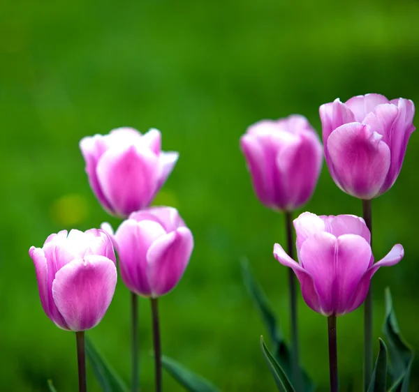 Bed met tulpen, kleine diepte van sharpnes — Stockfoto