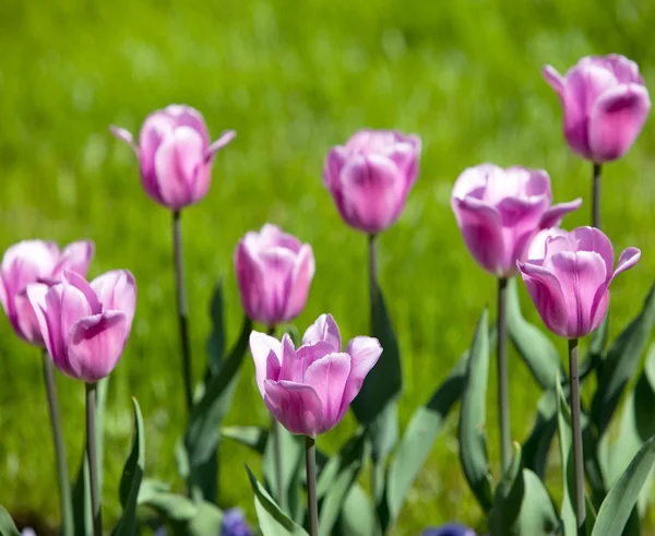 Bed met tulpen, kleine diepte van sharpnes — Stockfoto