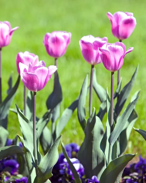 Bed met tulpen, kleine diepte van sharpnes — Stockfoto