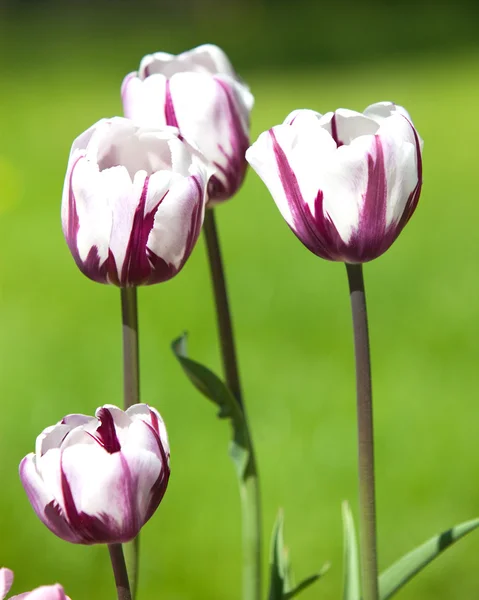 Cama con tulipanes, pequeña profundidad de nitidez — Foto de Stock